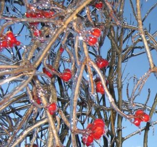 Winter berries on an American Cranberry Bush Viburnum