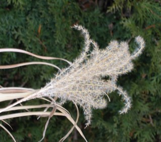 Variegated Miscanthus wearing winter colors Variegated Miscanthus wearing winter colors