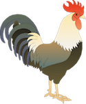 a rooster