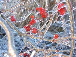 Iced American Cranberry Bush Viburnum A red berried bush covered in ice