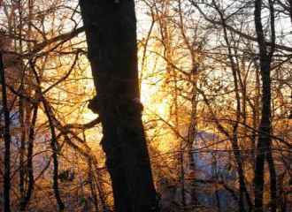 a sunrise is seen through the trees