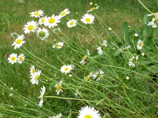 wild flowers wave in the wind wild flowers waving in the wind