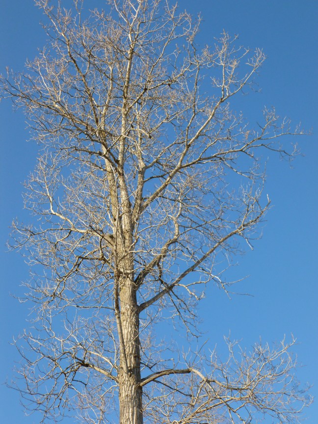 a winter tree